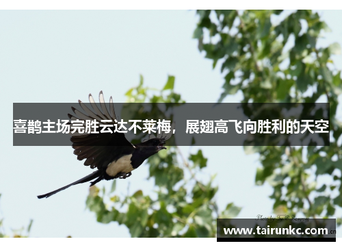 喜鹊主场完胜云达不莱梅，展翅高飞向胜利的天空
